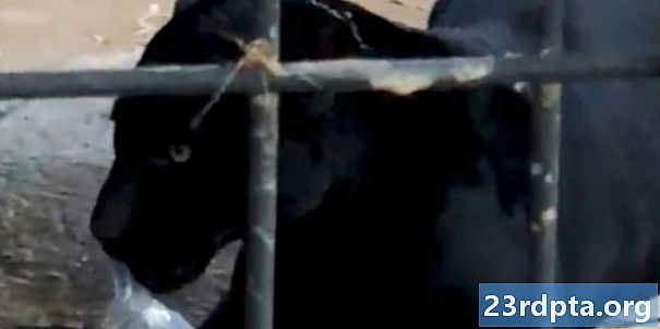 Жена канџирана у зоо јагуару док покушава снимити селфие - Новости